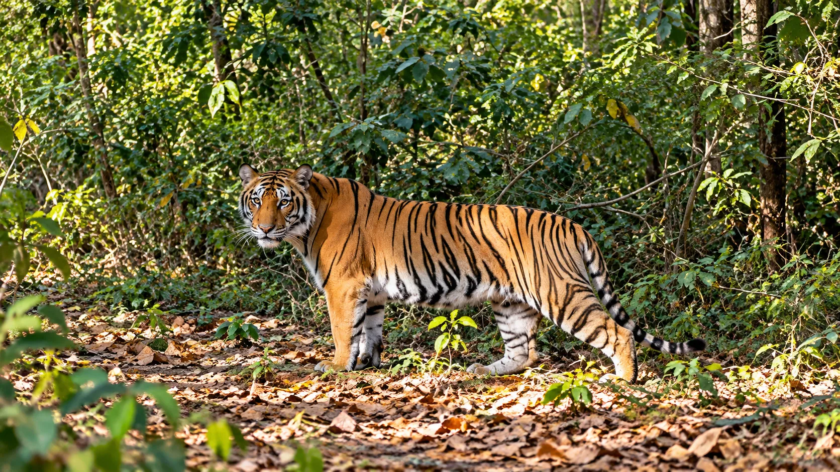 Dampa Tiger Reserve Travel Guide 2026: Wildlife, Forests & How to Visit